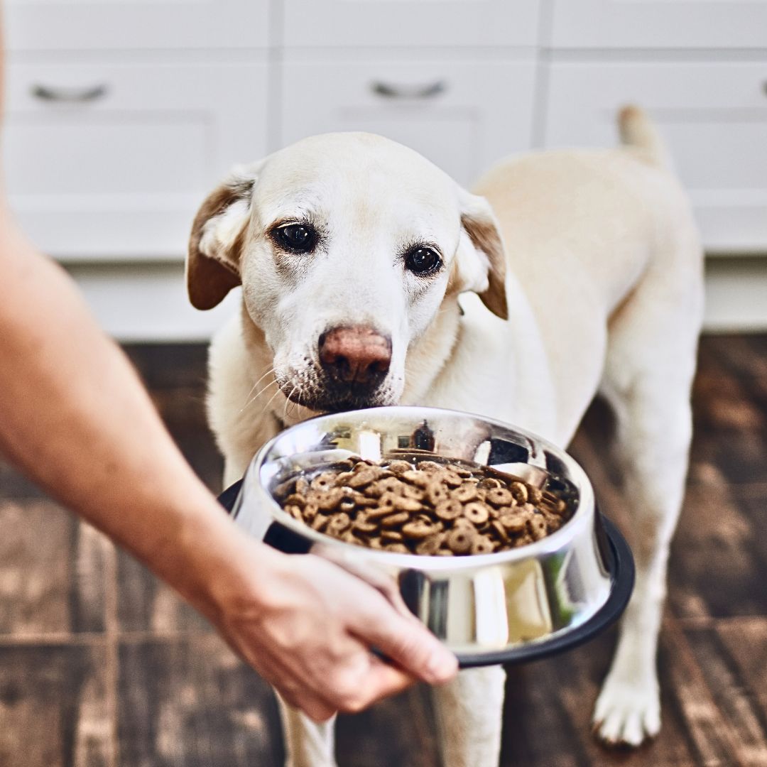 Can certain foods cause or worsen my dog's bad breath?