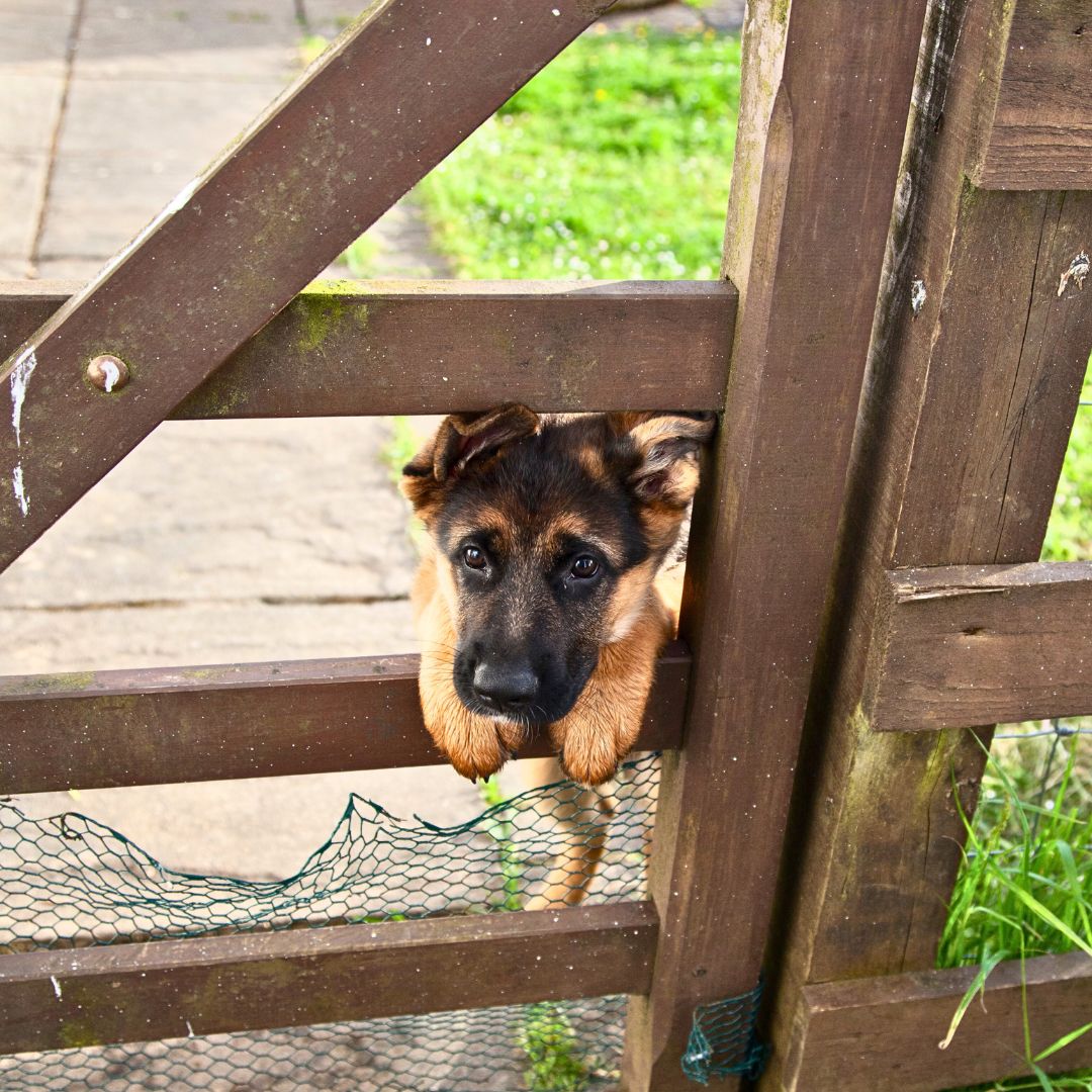 Dog Is Trying to Escape From Home