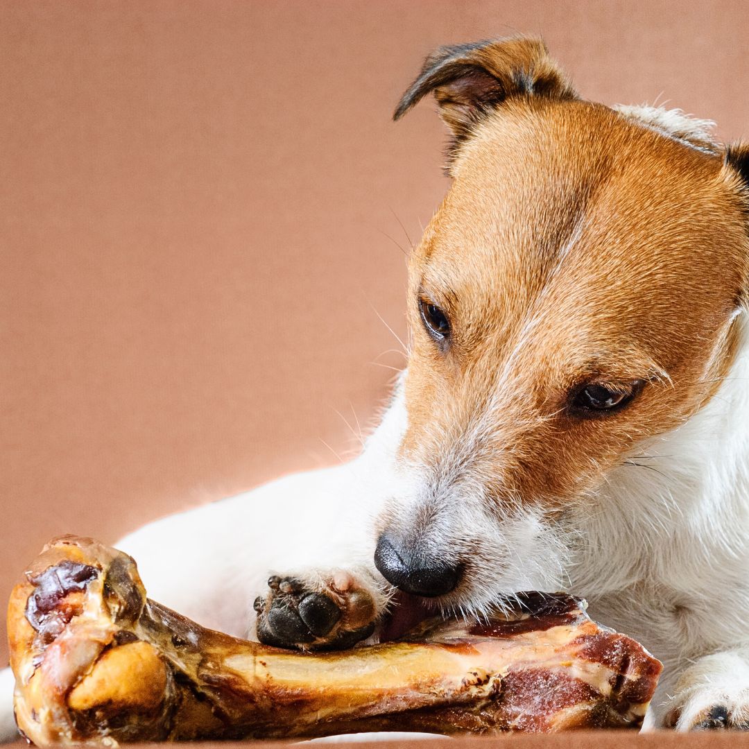 Dog eating cooked bone