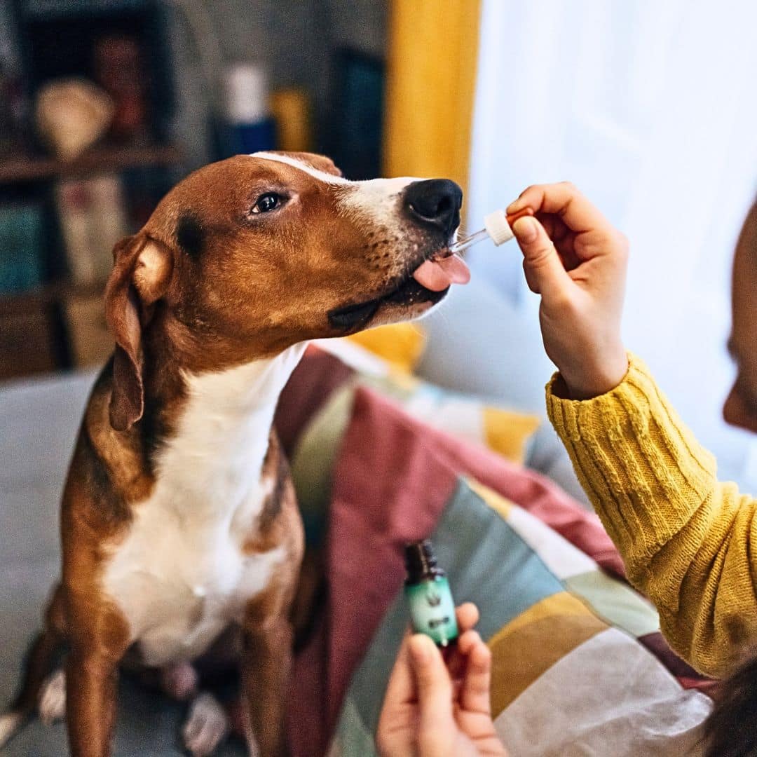 Dogs Health and "Coconut Oil"