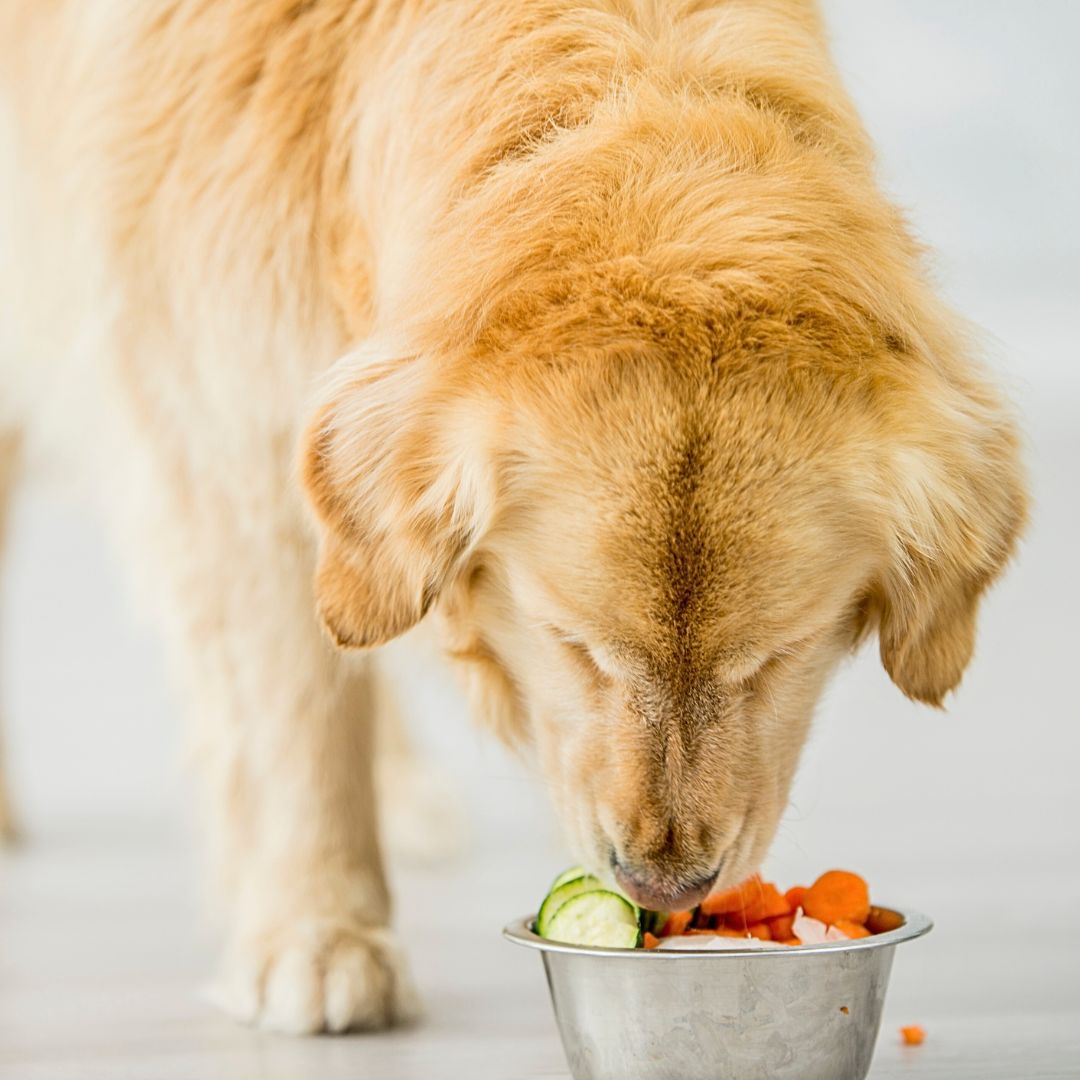 Essential Nutrition for Your Dog's Diet