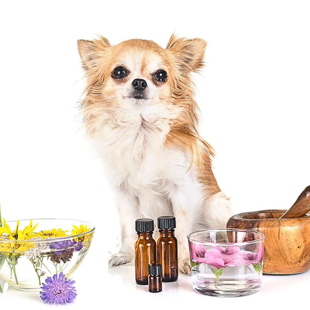 Essential Oil Usage into Your Dog's Wellness Routine