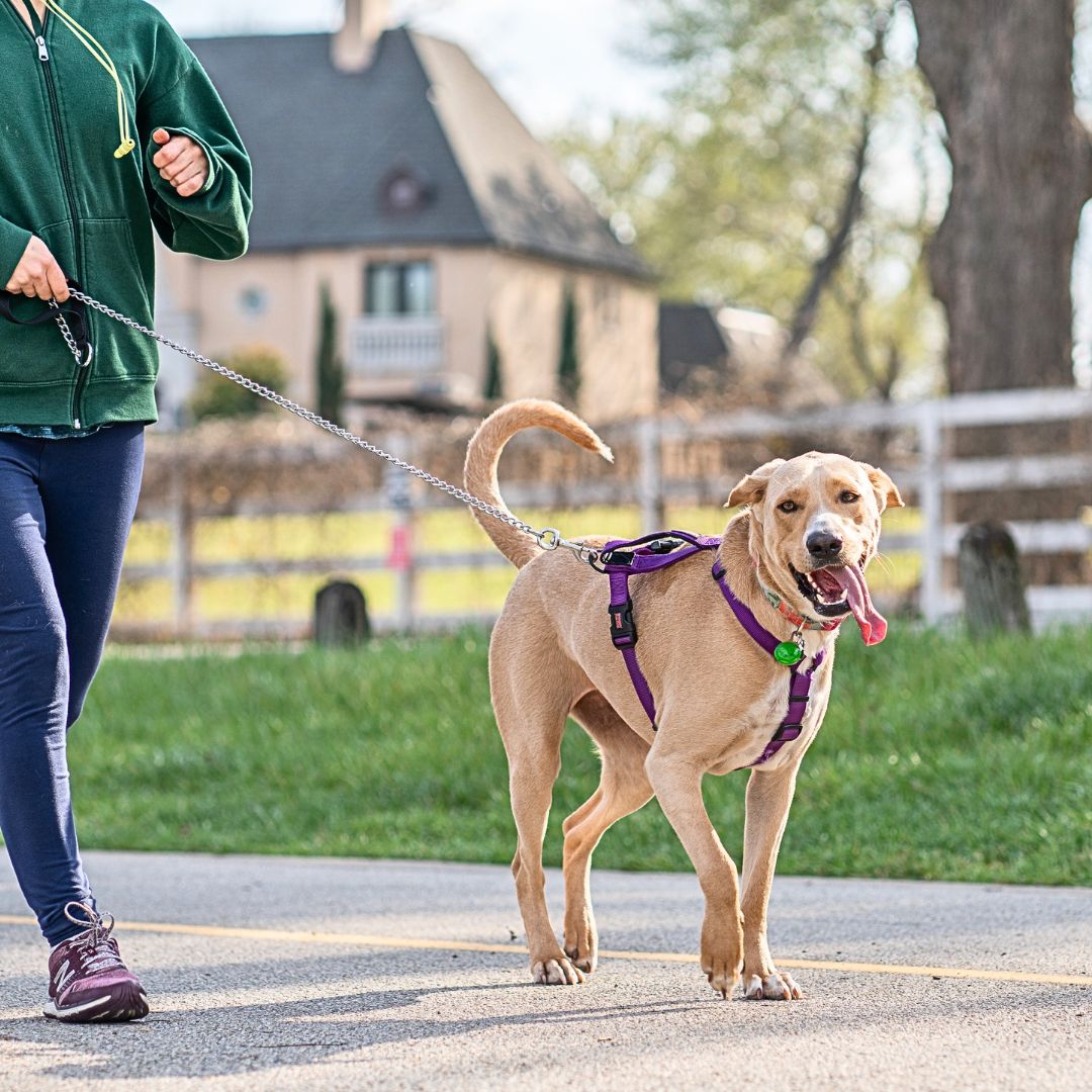 Exercising Your Dog In Moderation is Vital for Health