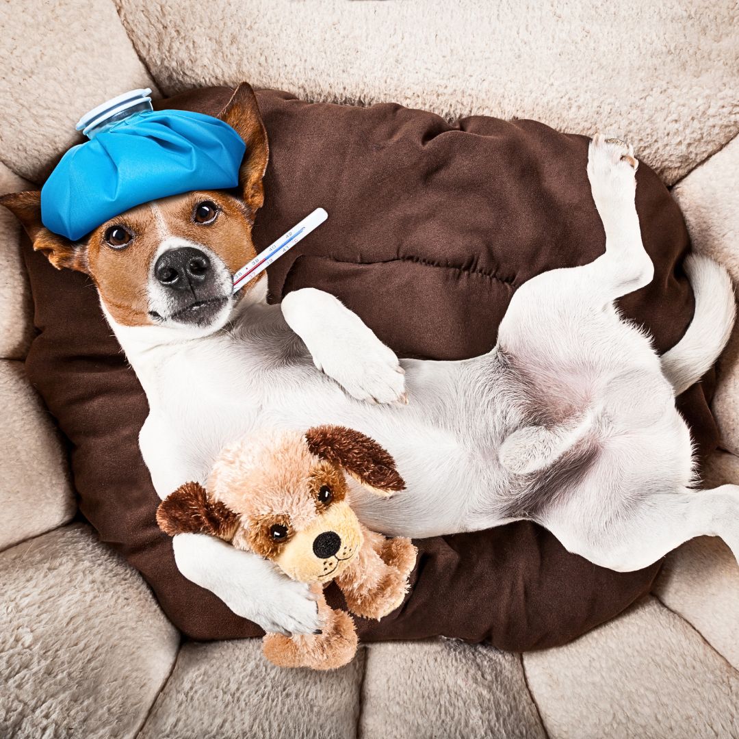 Finding Relief From Your "Dog Allergies!"