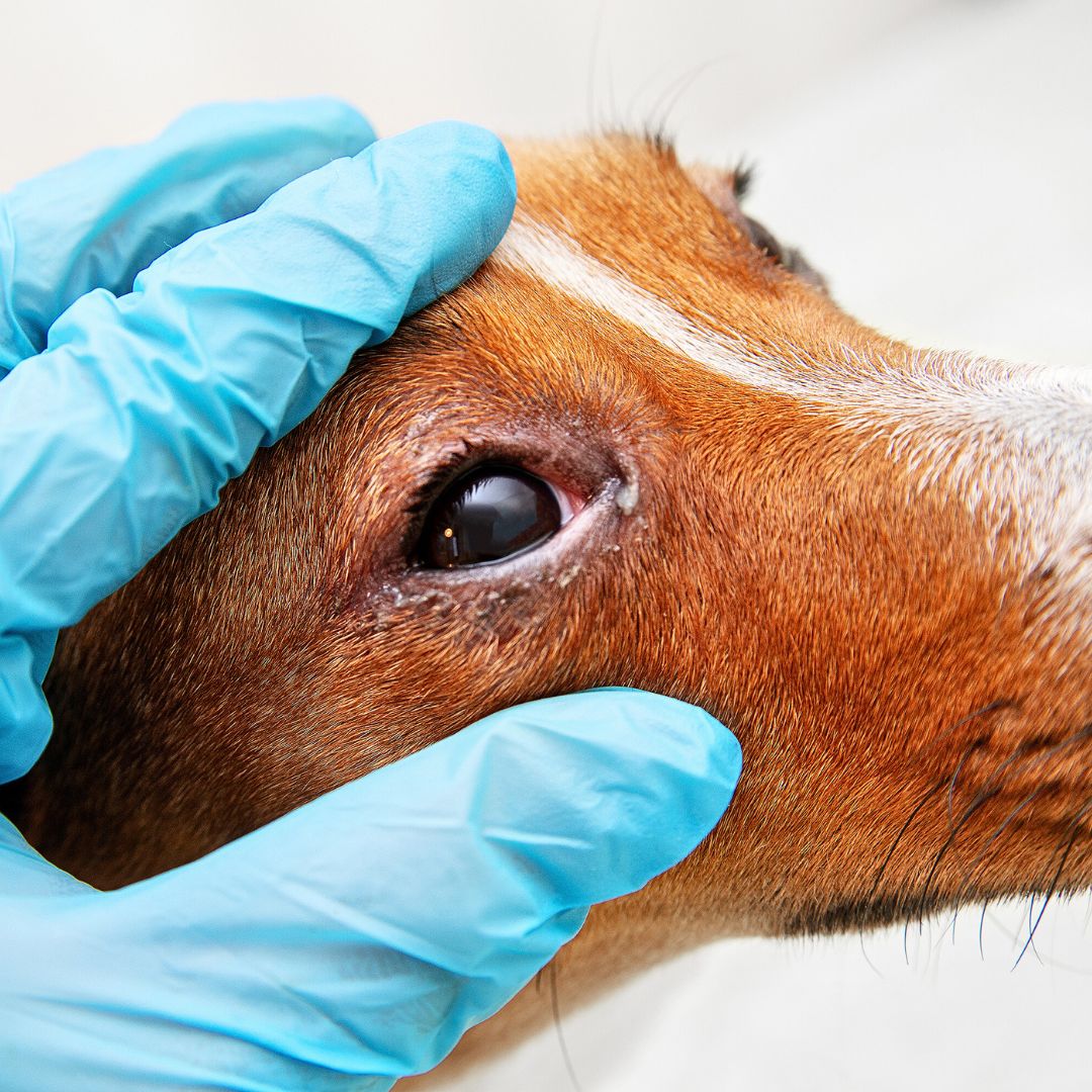 First Aid for Dogs with Eye Injuries