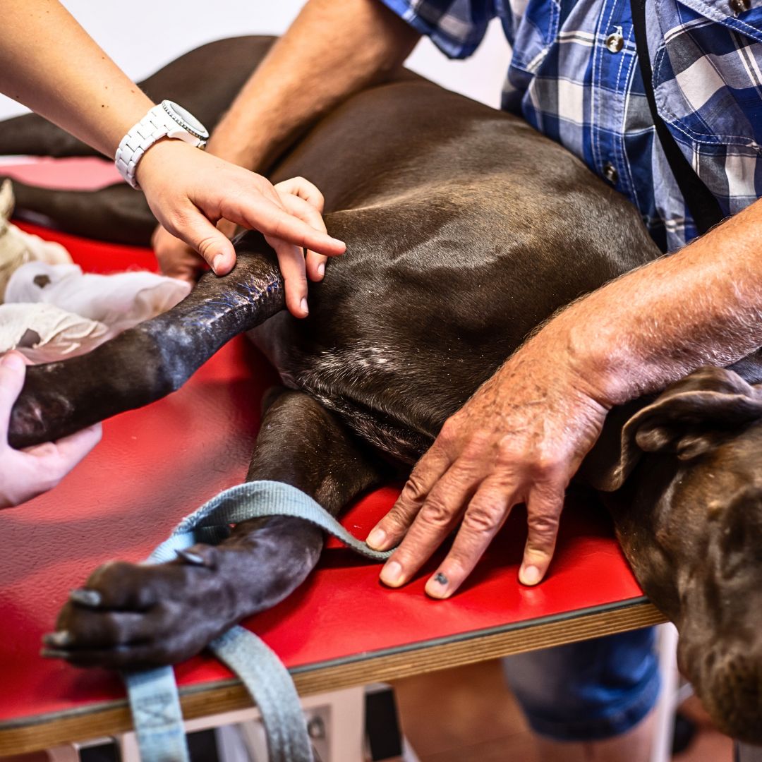 First Aid for dogs with broken bones