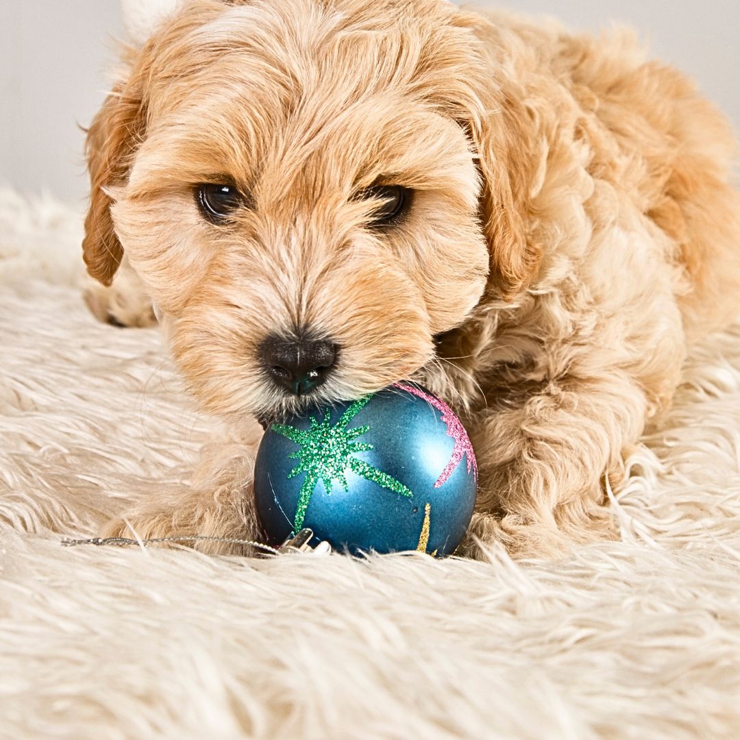 How can I prevent my Labradoodle from chewing on Christmas decorations?