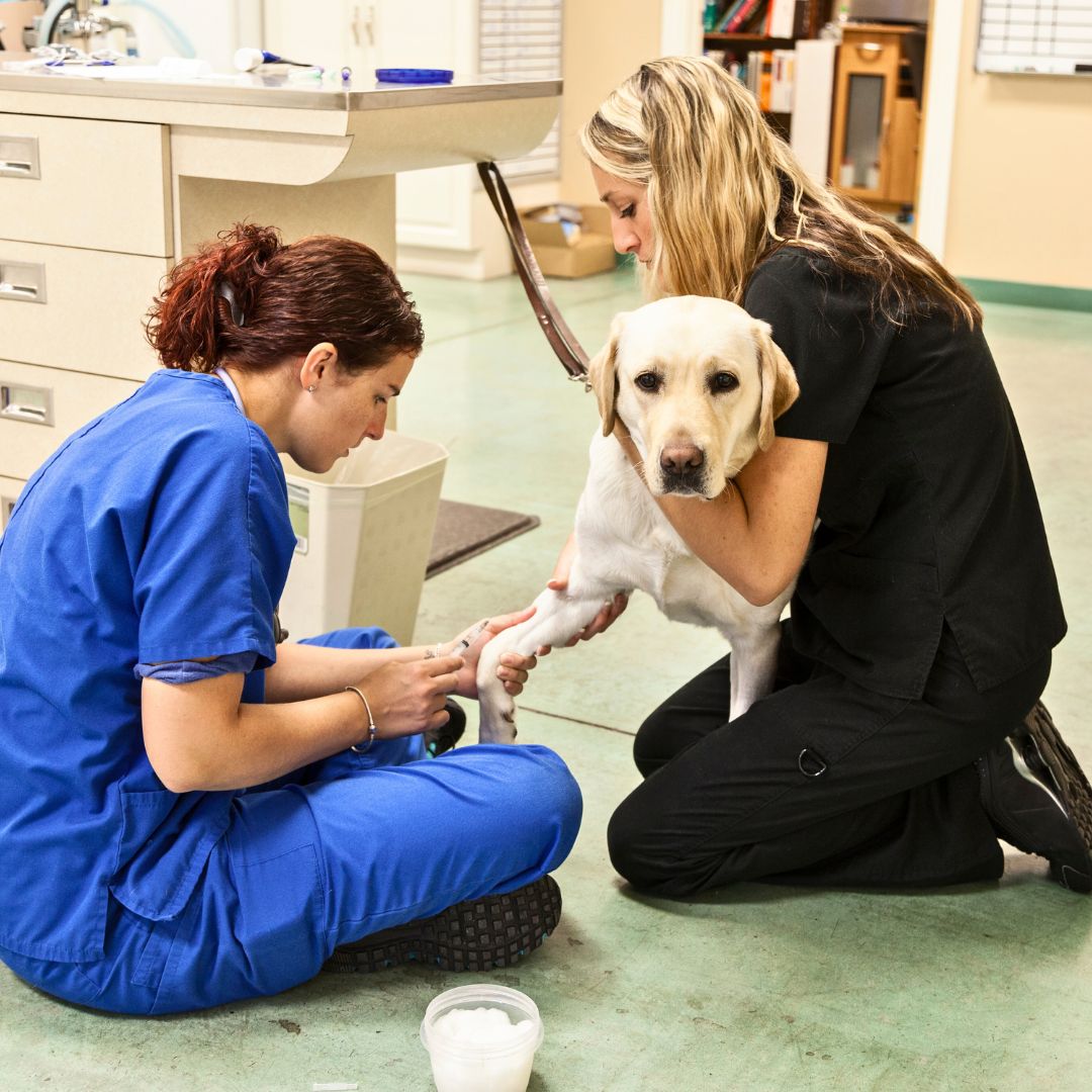 How do you know if your dog needs emergency care?