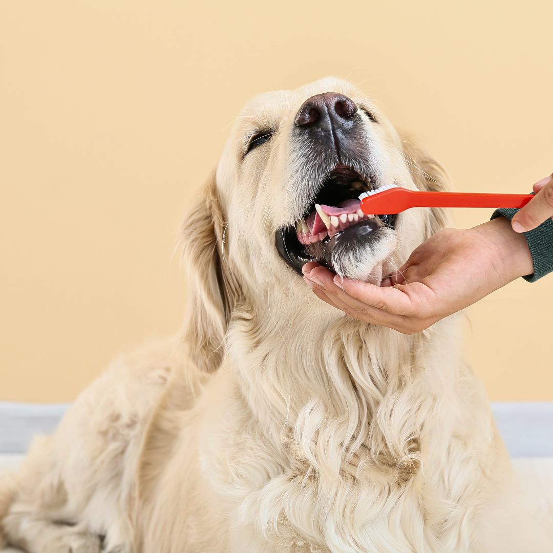 In addition to regular brushing, professional teeth cleaning by a veterinarian is recommended. 