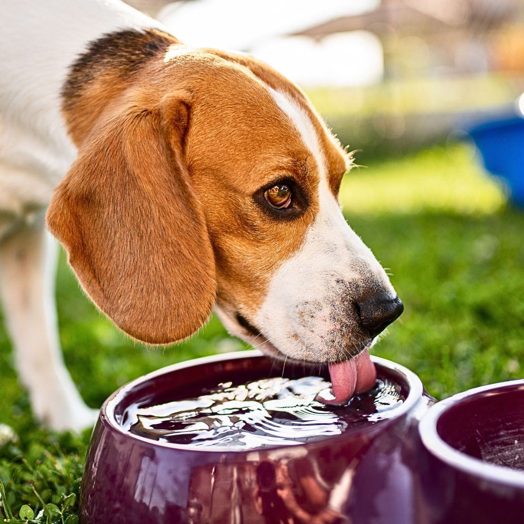 Is mixing apple cider vinegar with my dog's food safe? Can you give me some advice?