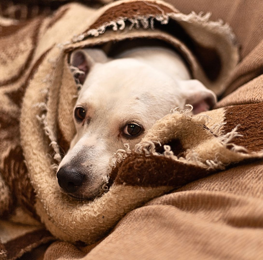 Keep Dogs Safe in Cold Temperatures