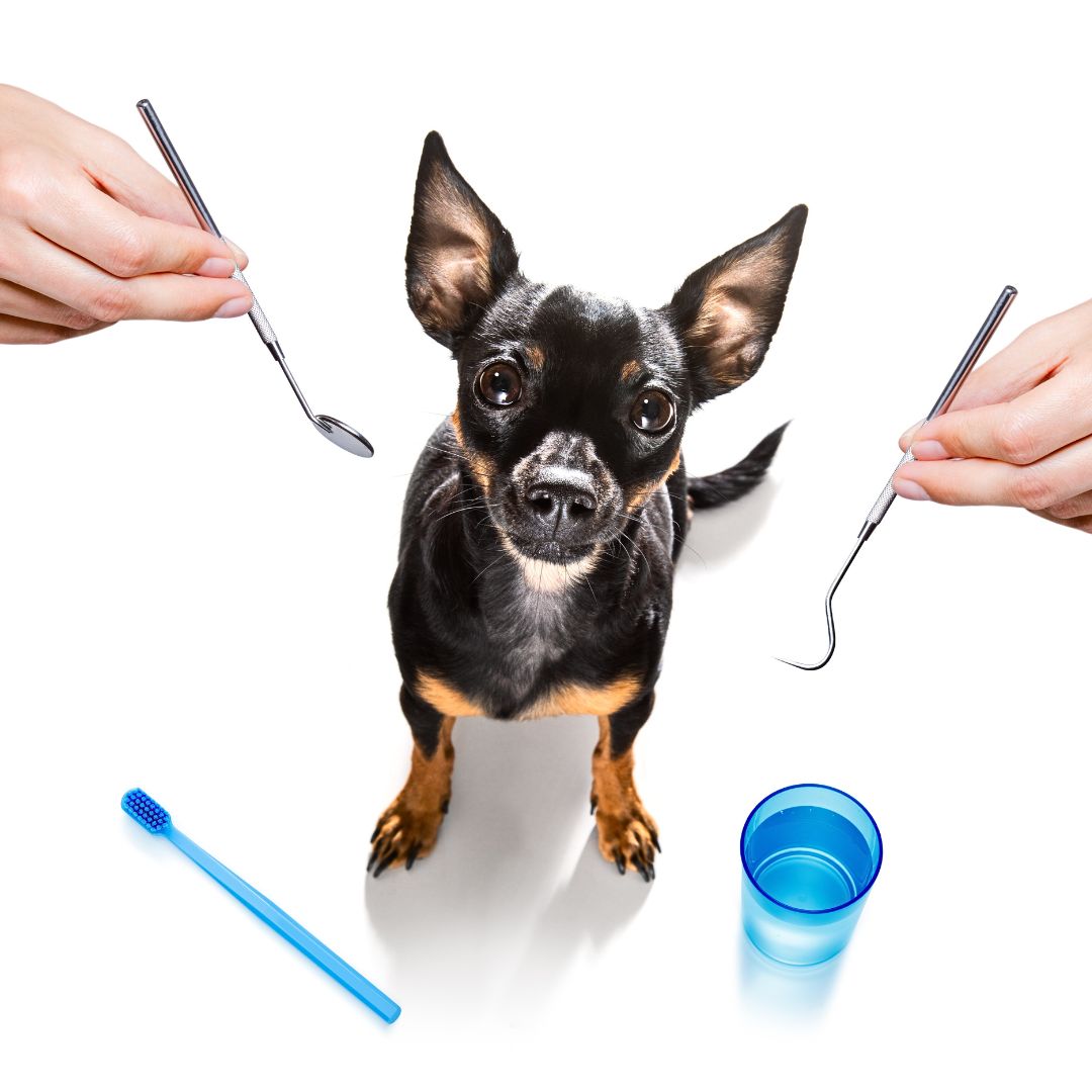 List of Dog Teeth Brushing Tools