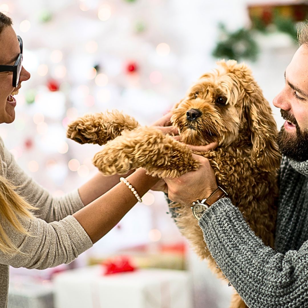 Maintaining a Routine: Keeping Your Labradoodle Happy and Stress-Free during the Holidays