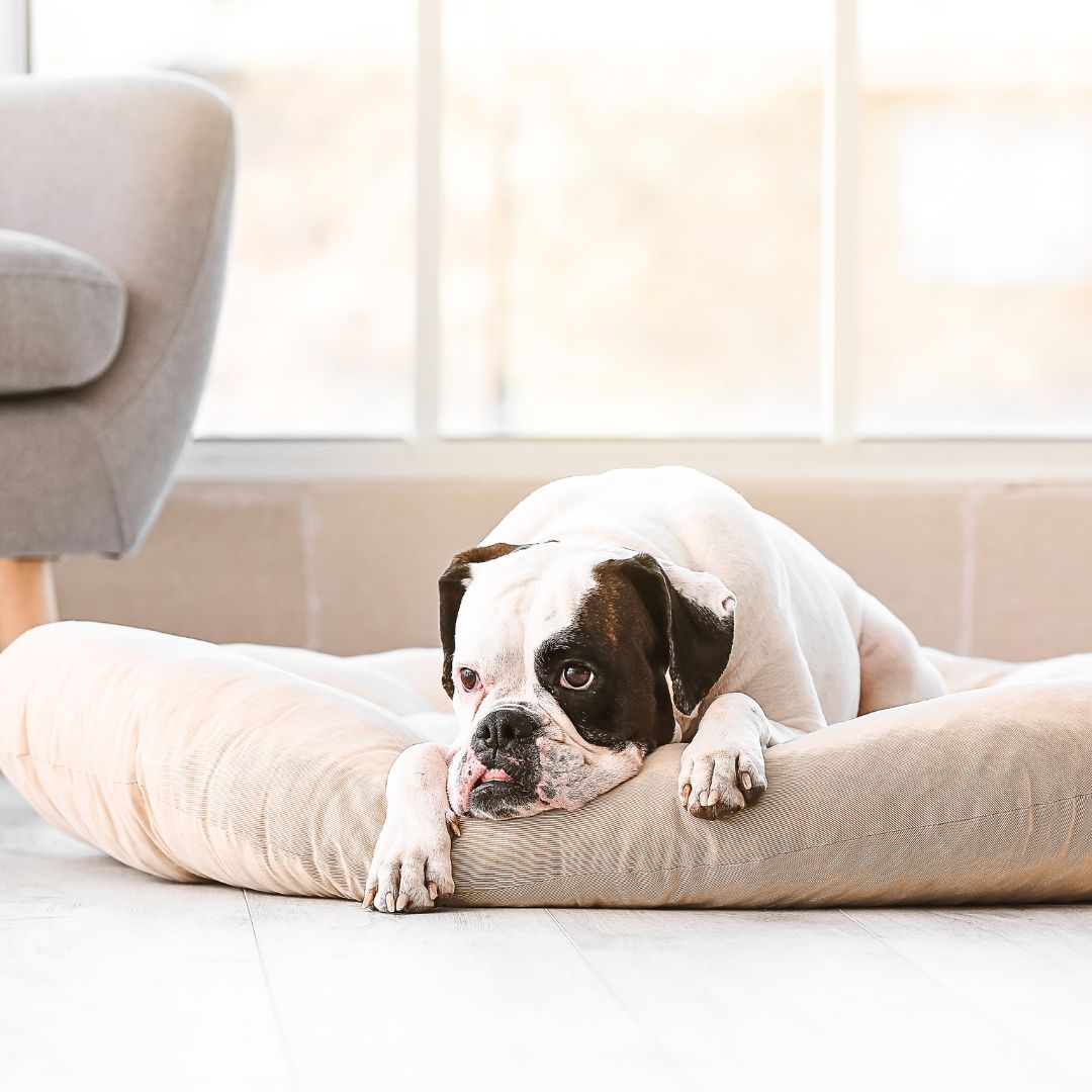Memory Foam Dog Bed: Providing Superior Comfort and Pressure Relief for All Breeds