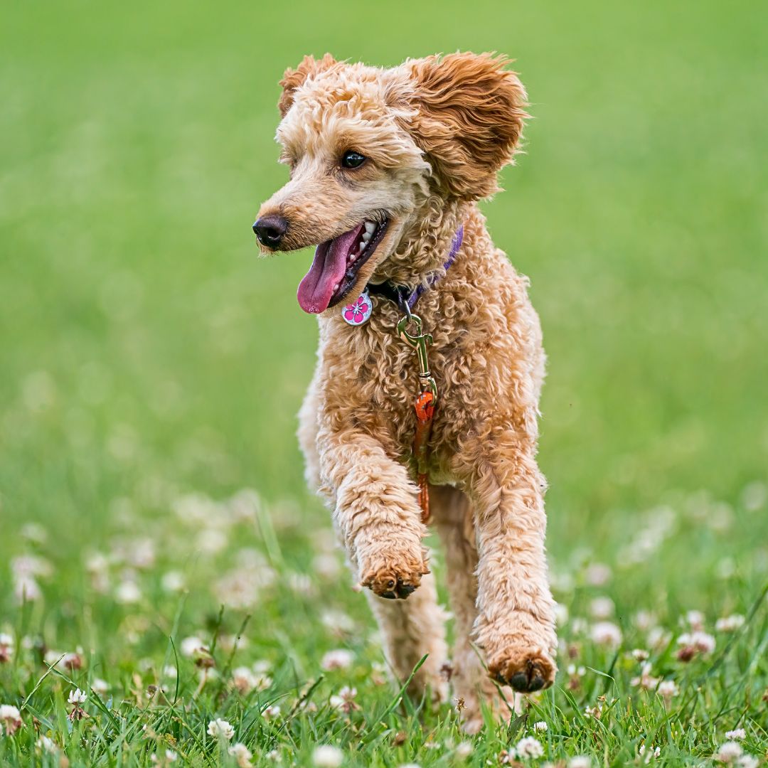 Poodles: A German Breed with Varied Sizes