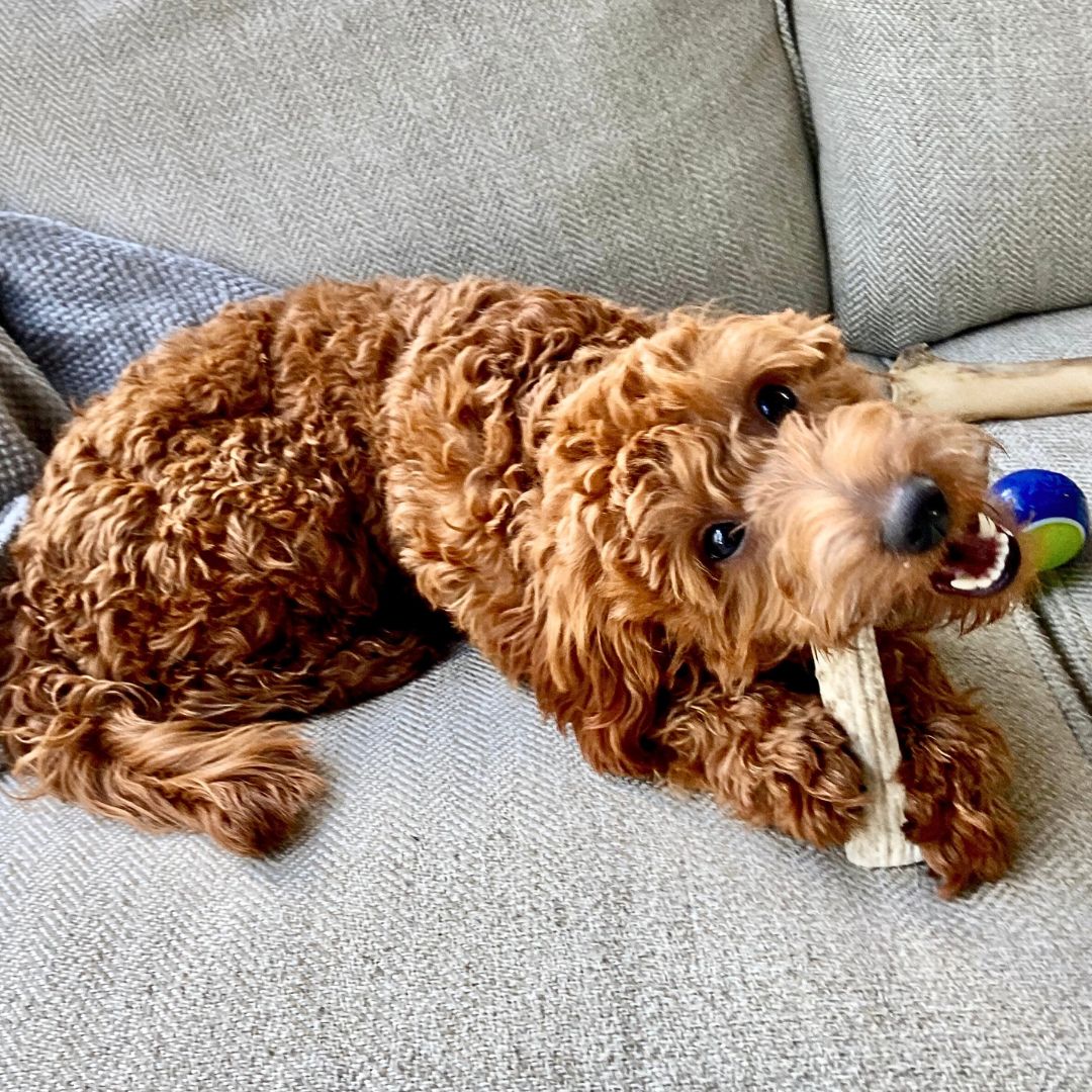 Puppy treats, including training treats