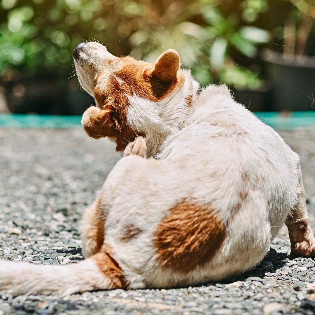 Natural flea killer for dogs apple cider outlet vinegar