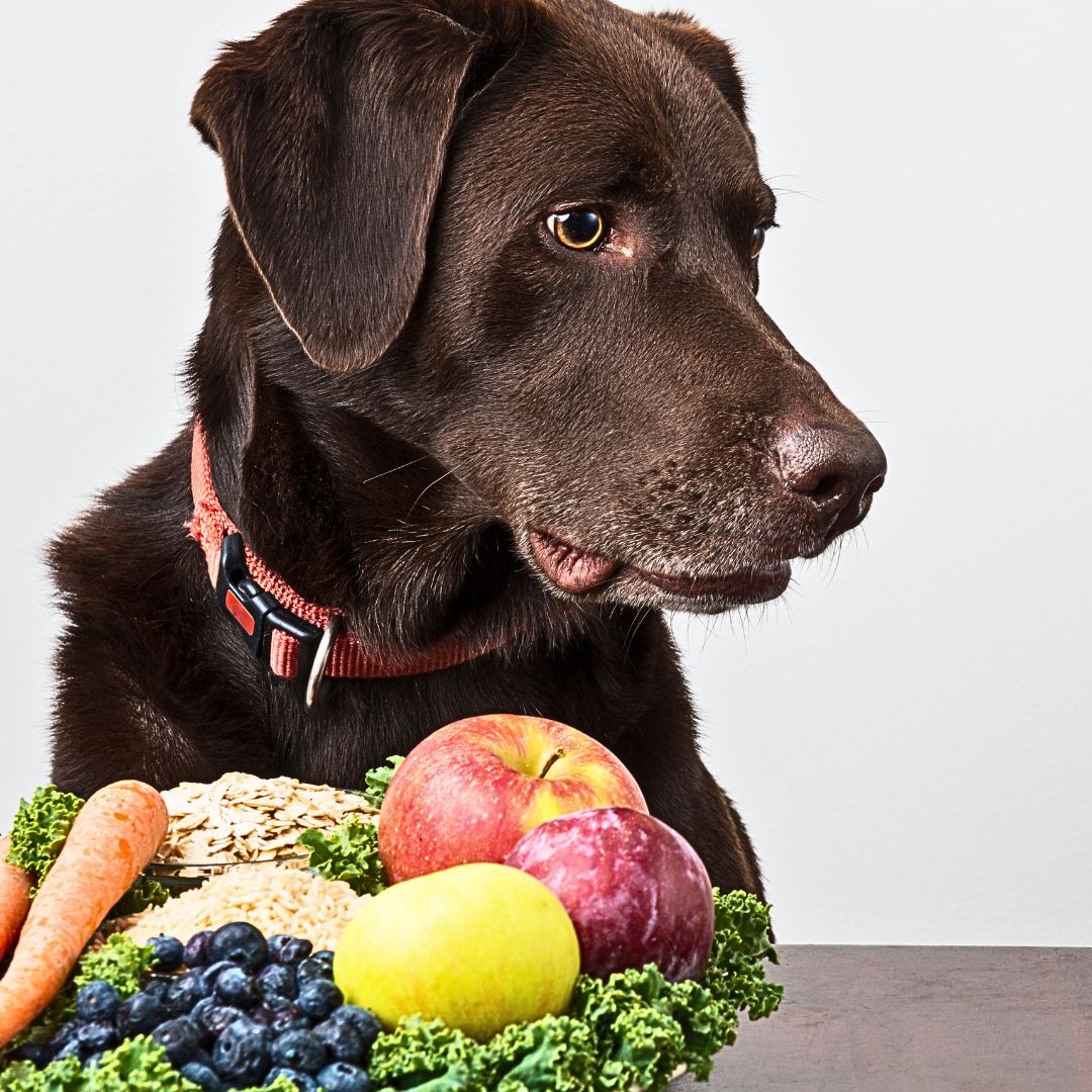 Safe Fruits for Dogs: A Fresh Addition to Their Diet