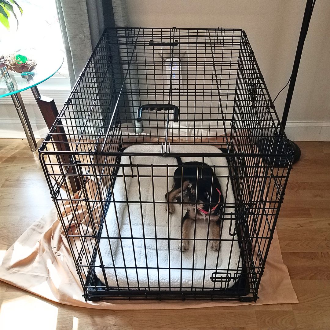 Should I crate my dog or not?