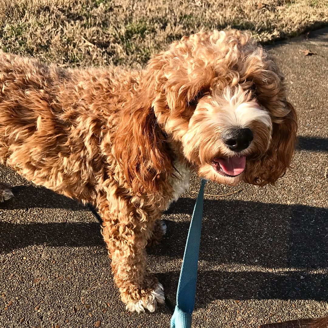 Taking Puppy For a Walk