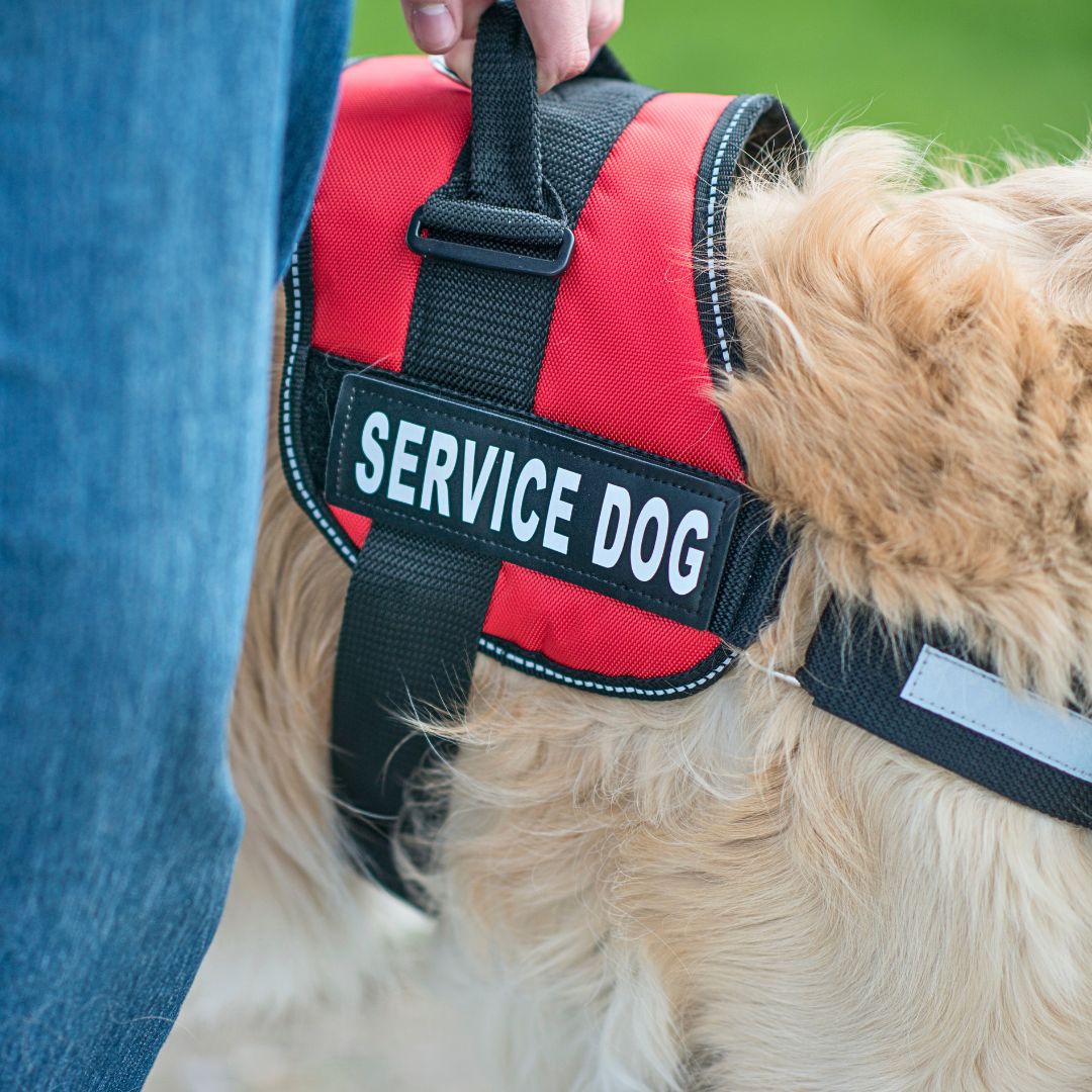 The Emotional and Psychological Impact of Service Dogs on Children with Autism and Their Families