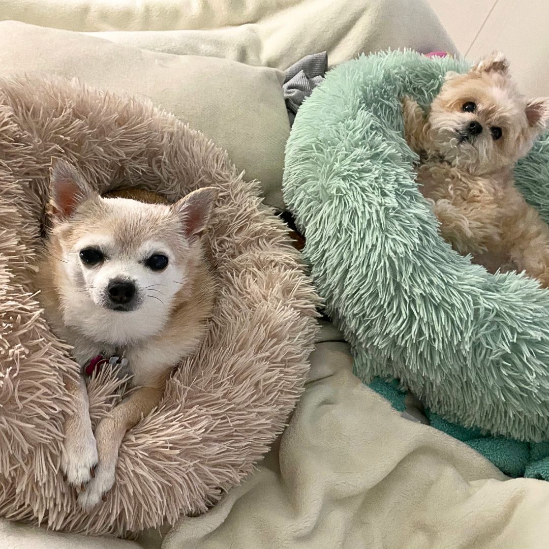 Different types outlet of dog beds