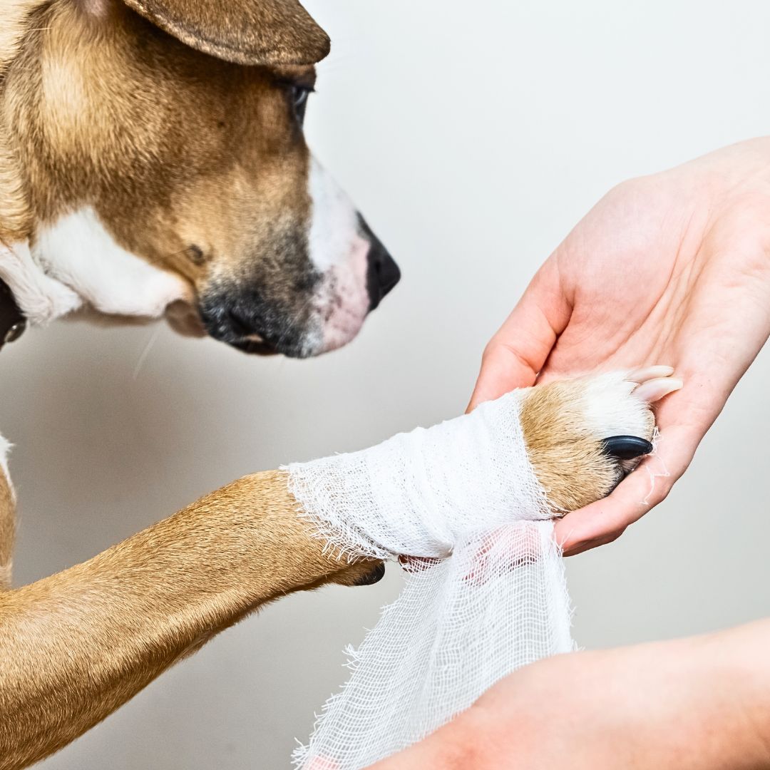 What type of First Aid can stop a dog from bleeding?