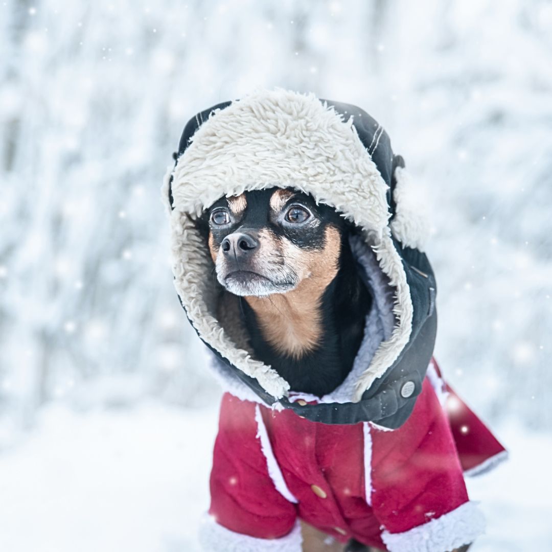 Winter Safety Tips for Dog Owners