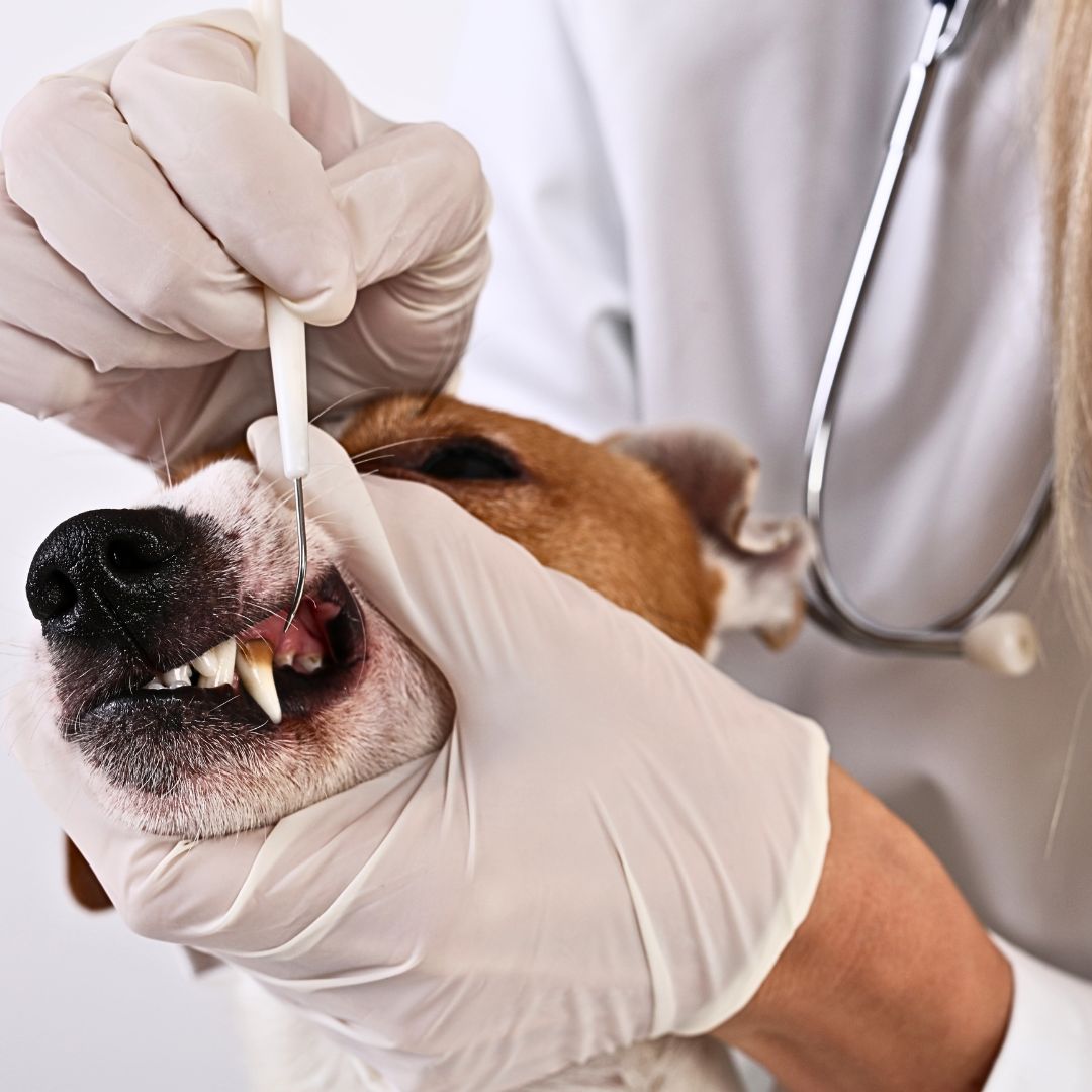 Additionally, pet insurance often covers routine preventive care such as vaccinations, annual check-ups, and dental cleanings.