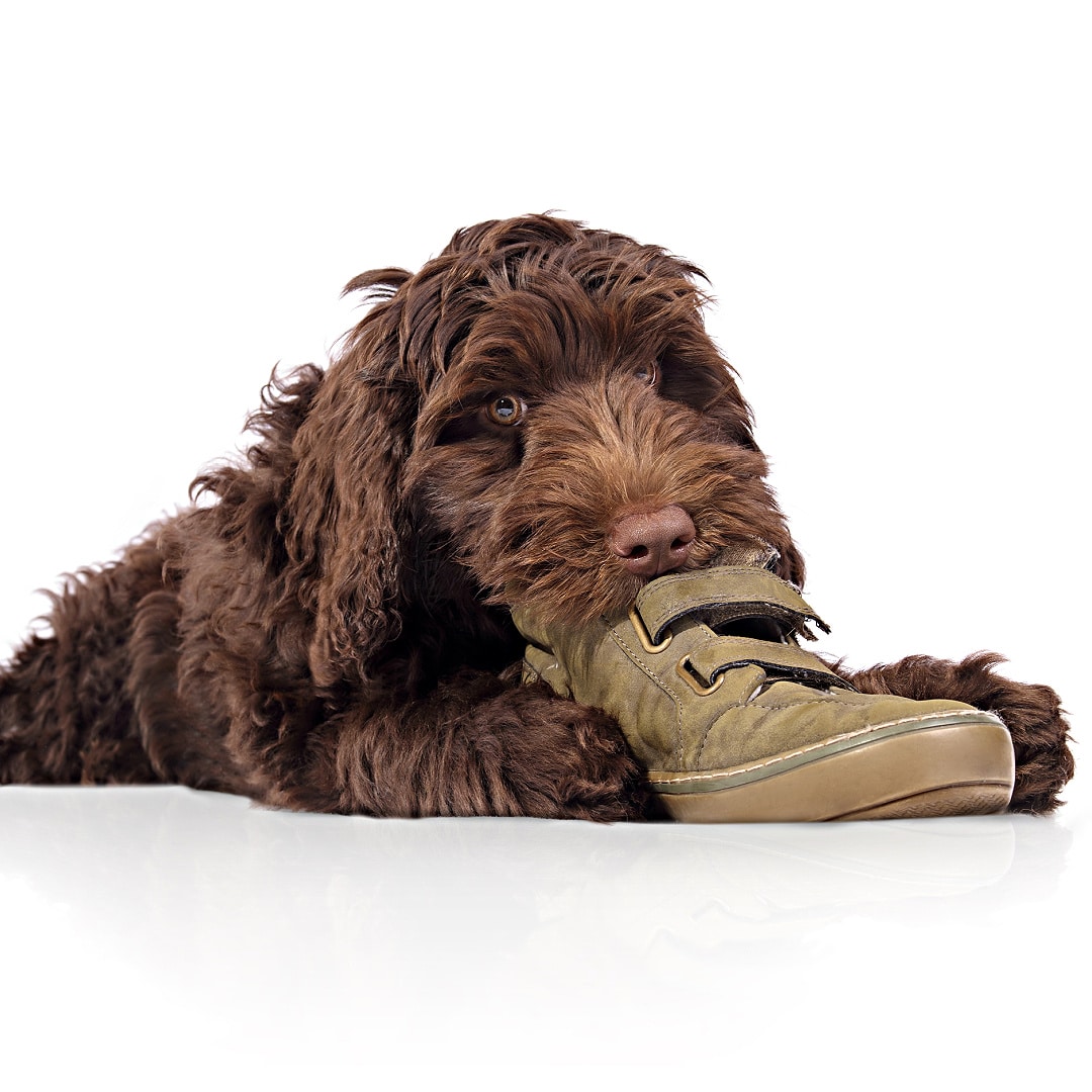 Labradoodle slippers clearance