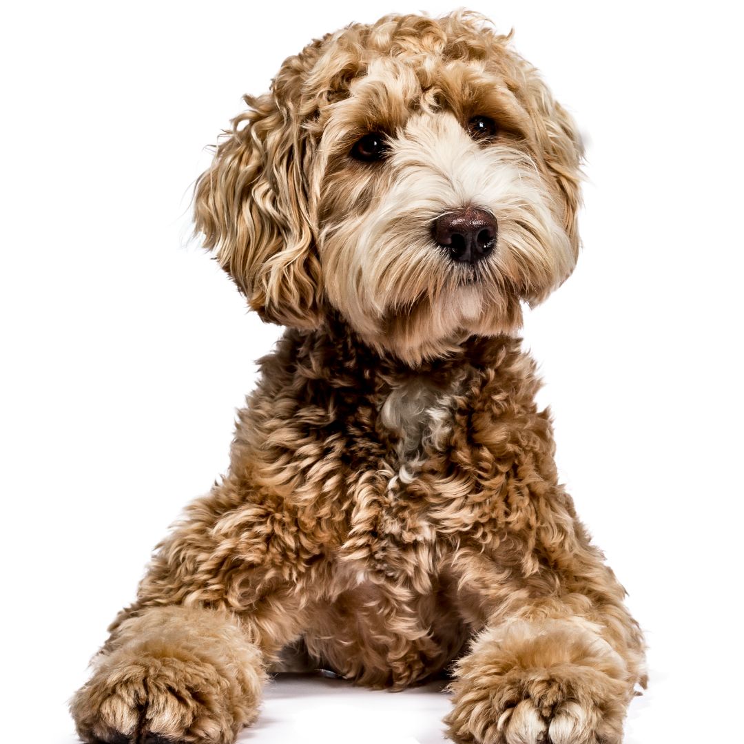 Enjoy a Well-Groomed and Happy Labradoodle with Regular Home Grooming