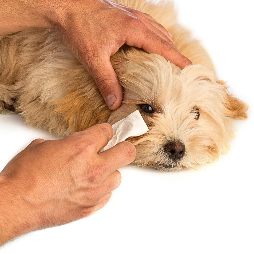 Labradoodle Eye Cleaning Routine