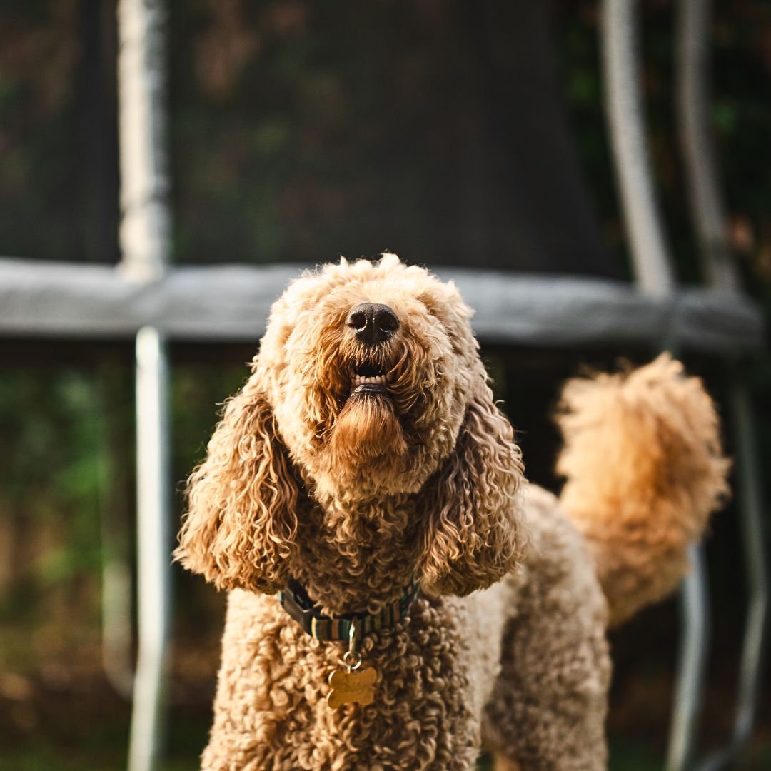 How to Stop Your Labradoodle from Being a Noisy Neighbor