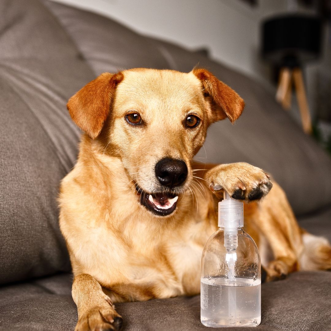 Is it true that hand sanitizers/anti-bacterial gels are poisonous to dogs?