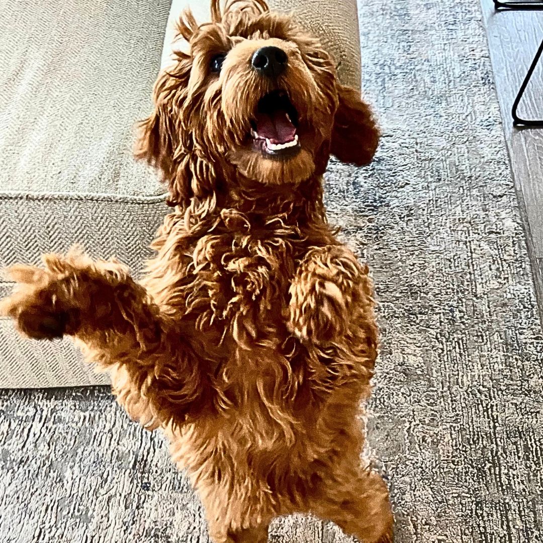 Jumping-Up-Teaching-Your-Labradoodle-Proper-Greetings-and-Boundaries