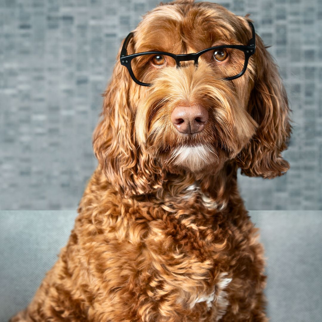 Labradoodle Vision and How It Differs from Humans