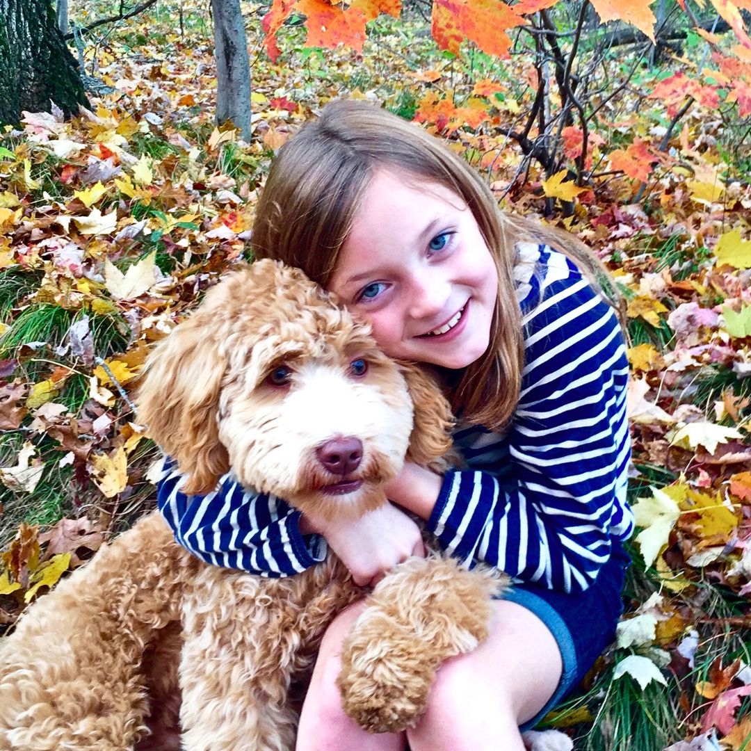 Labradoodles as Social Companions