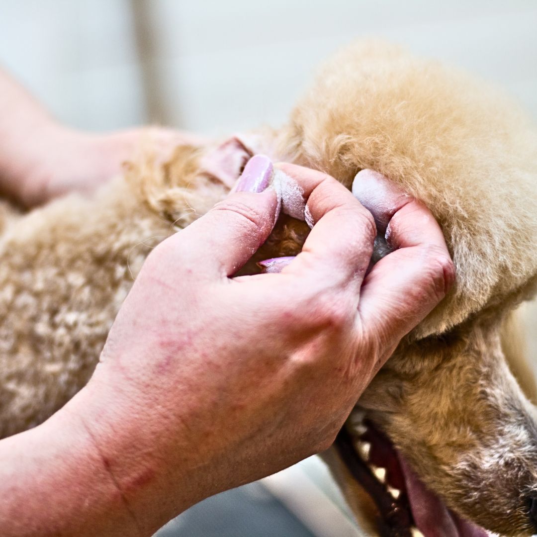 Moving on to cleaning the inner ears of your Labradoodle, it's crucial to use a suitable solution specifically formulated for dogs.