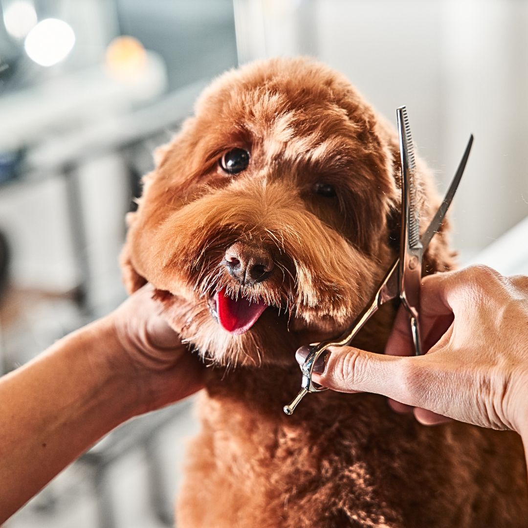 Now, let's discuss the importance of grooming Labradoodles