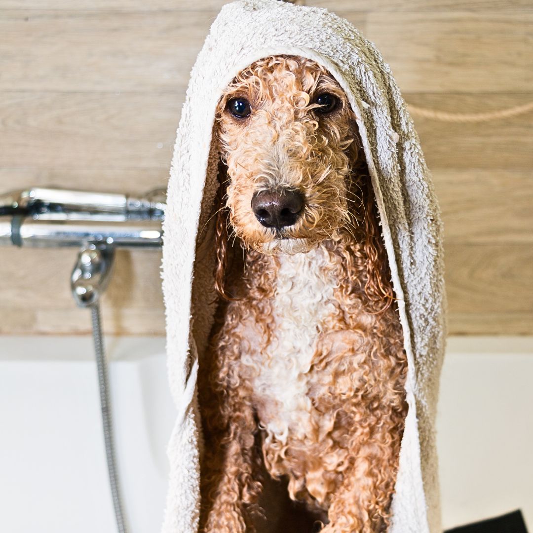 Professional Grooming Services: Where to Seek Help from a Groomer