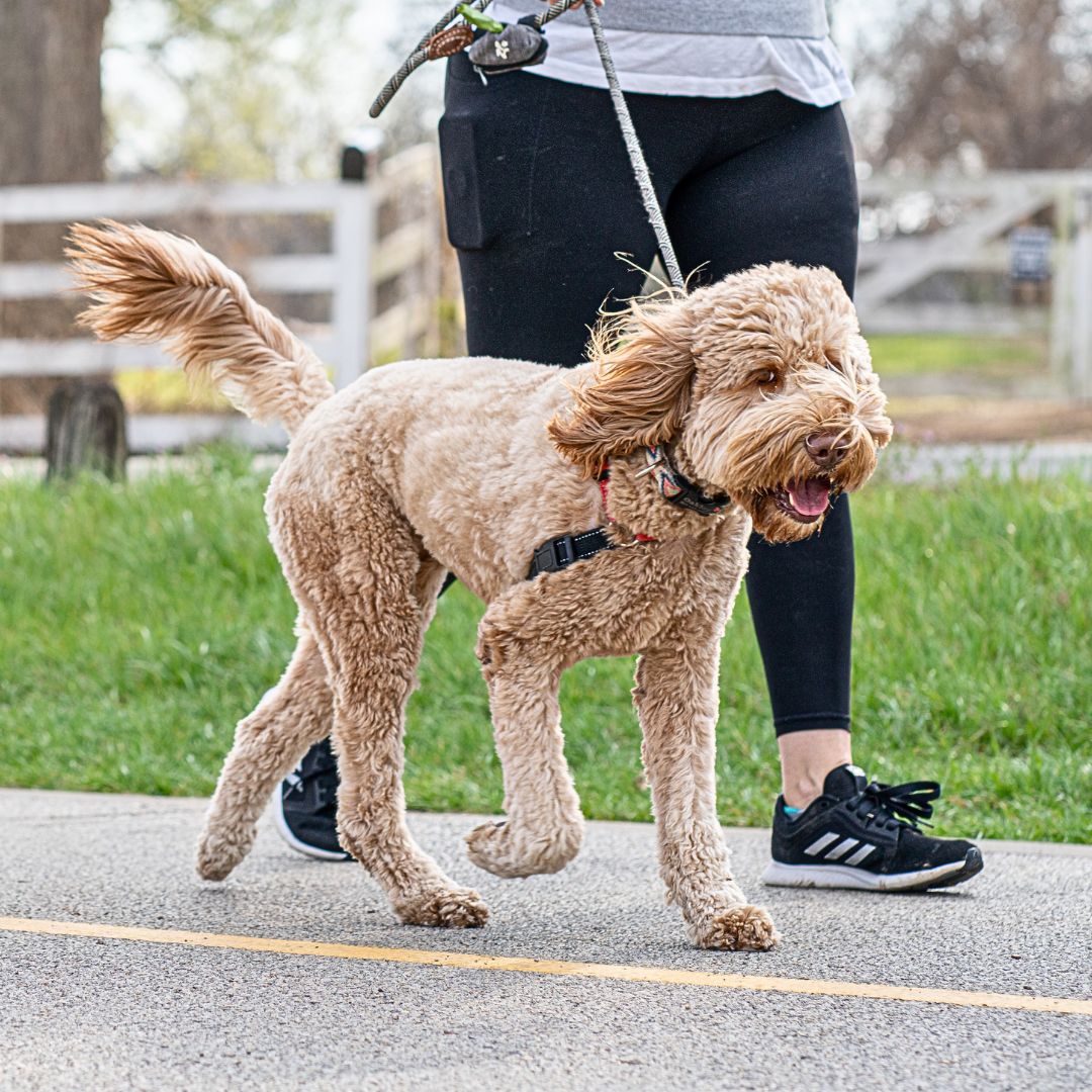 Pulling on Leash - How to Enjoy Walks with Your Well-Behaved Labradoodle