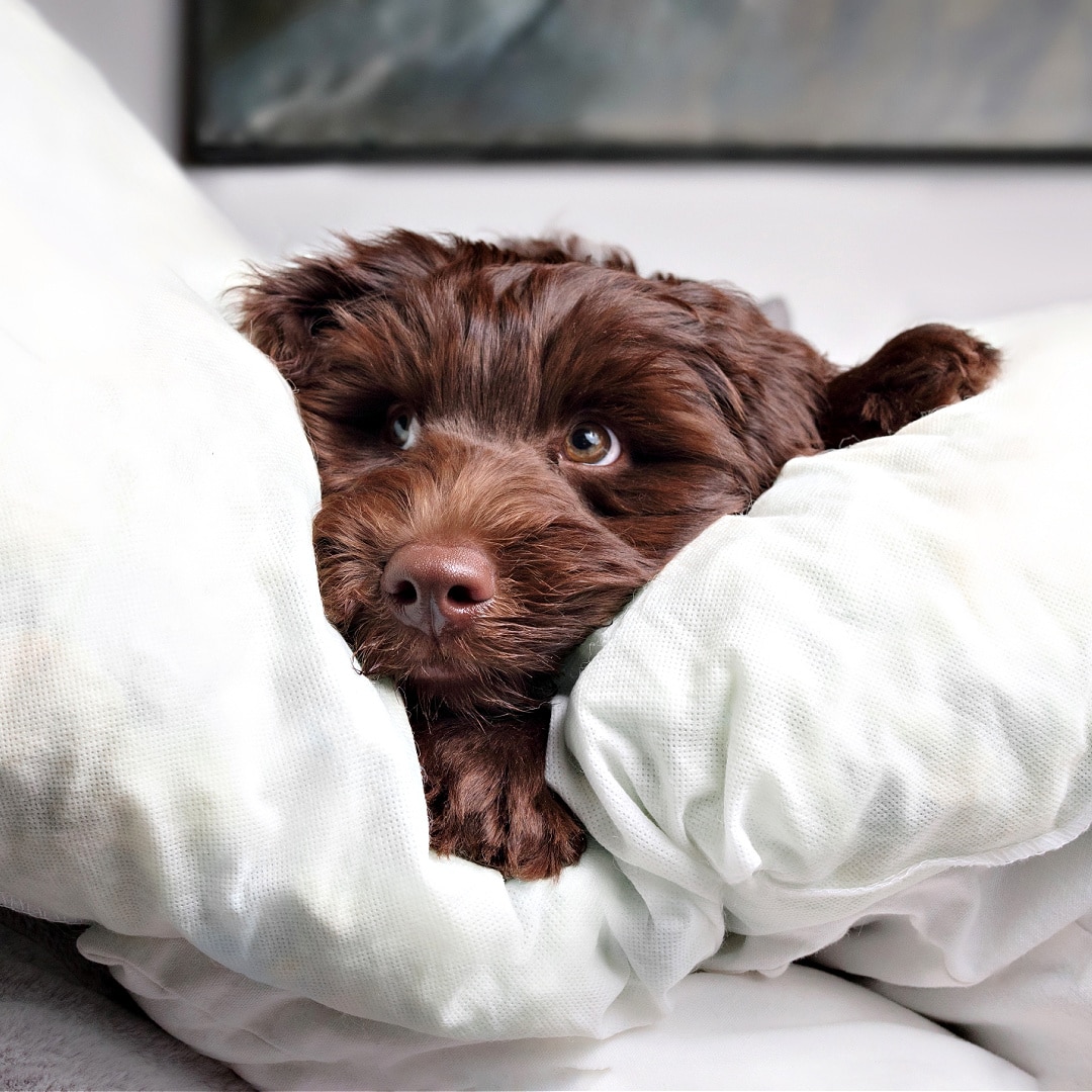 Separation Anxiety - Helping Your Labradoodle Cope When You're Away