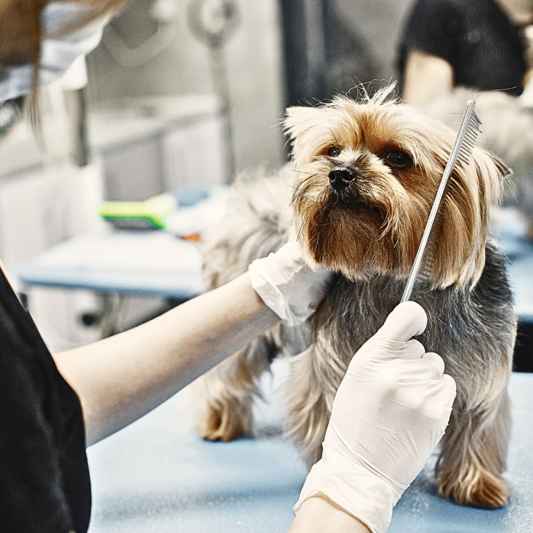 Should pets be groomed or cleaned more often?