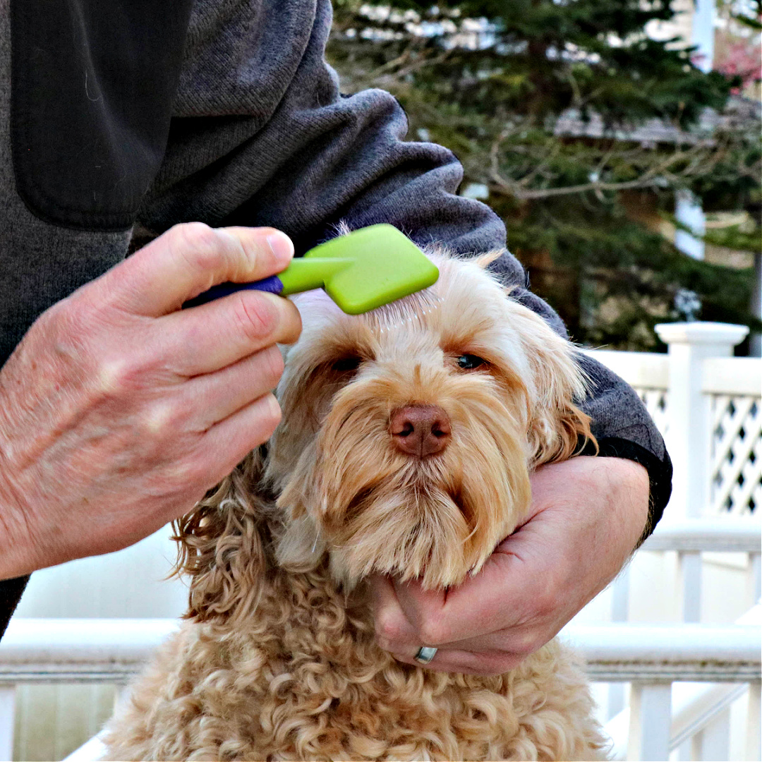 Step-by-Step Guide: How to Groom Your Labradoodle at Home