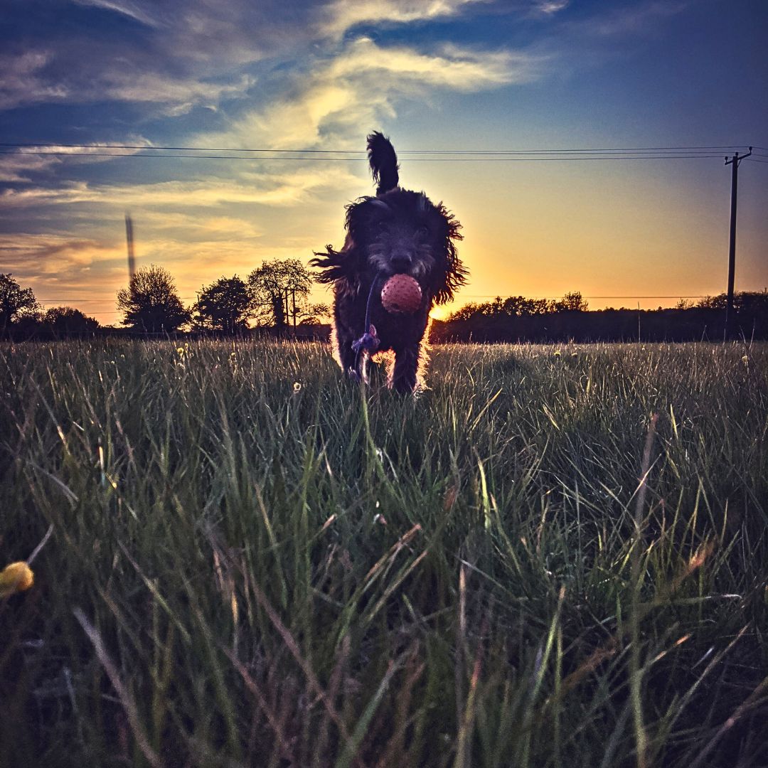 The Role of Labradoodle's Vision In Their Ability to Navigate in Low Light Conditions