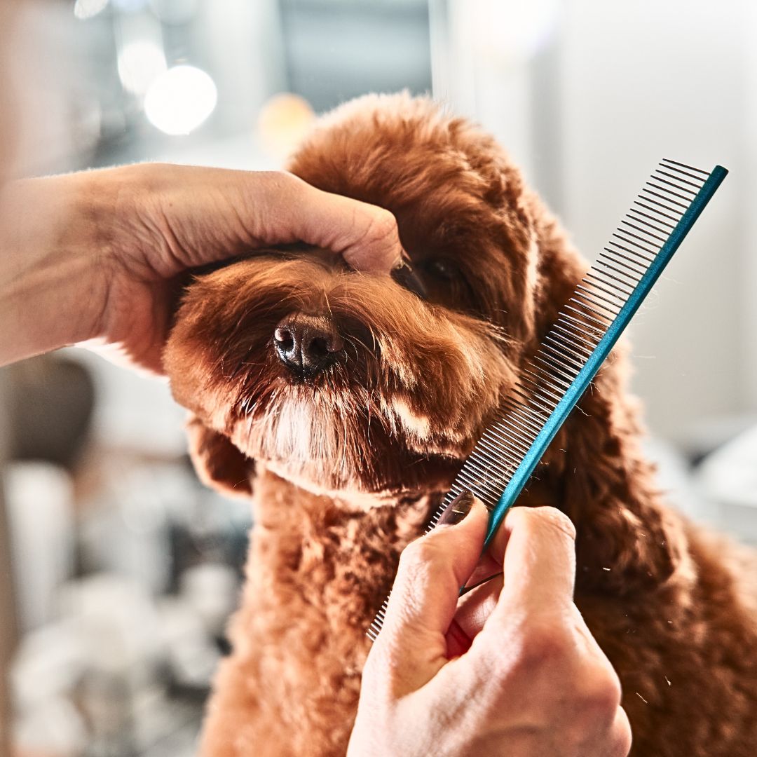Tip #1: Regular Brushing & Combing Sessions are Key