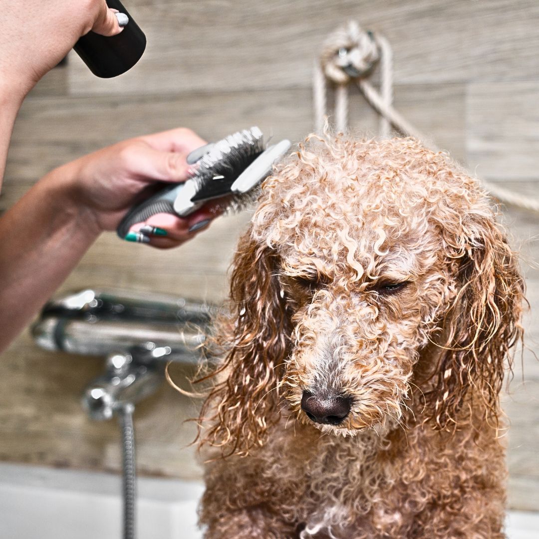 Labradoodle shop coat care