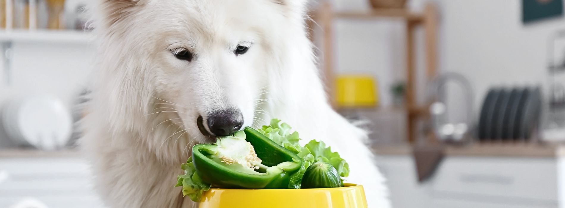 Vitamins and Minerals: Nutrition Guide for Your Dog