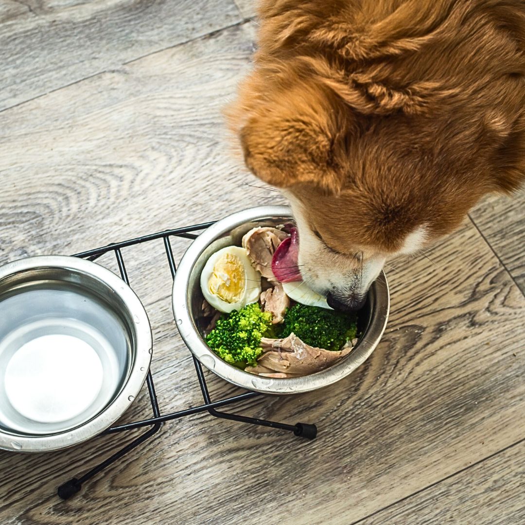 What You Should Feed Your Dog