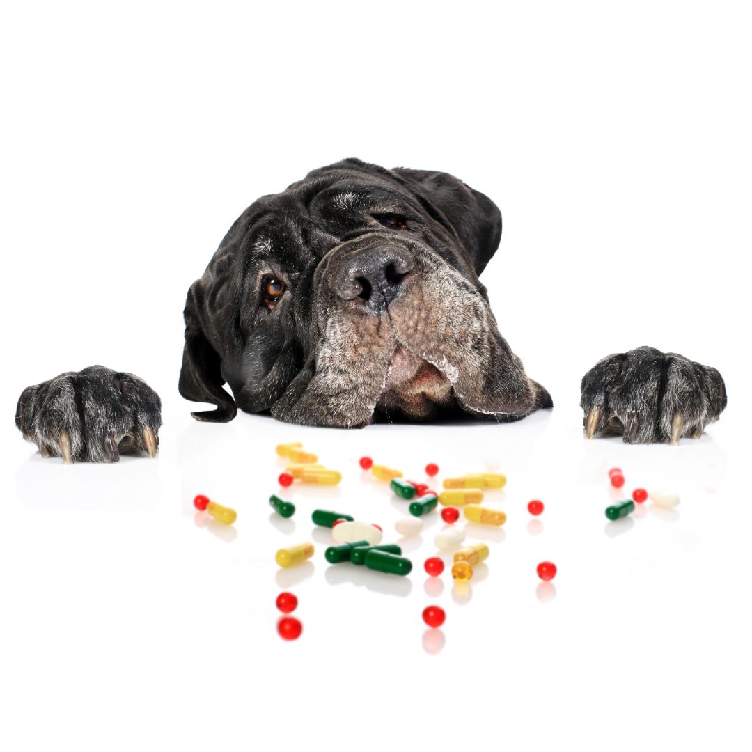 What list of Vitamins and Minerals is suitable for dogs?
